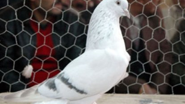 Araba Fiyatına Güvercin