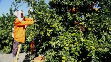 Erzin'de Narenciye Alıcı Bulamıyor
