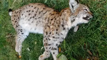 Koruma Altındaki Vaşağı Vurdular