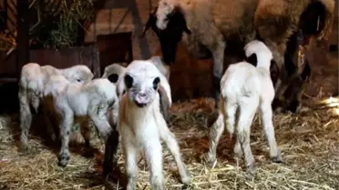 Karakız Beşiz Doğurdu