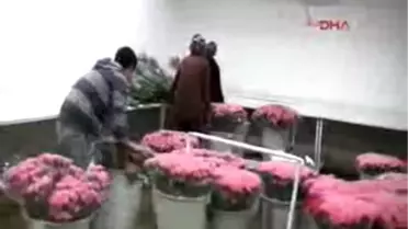 Van'daki Öğretmenlere 12 Bin Karanfil, 2 Bin Gül