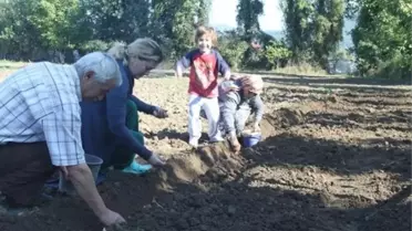Çaycuma'da Lale ve Zambak Demostrasyonu Çalışması