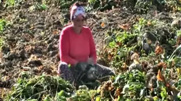 Şekerin tarladan sofraya yolculuğu