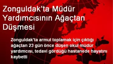 Zonguldak'ta Müdür Yardımcısının Ağaçtan Düşmesi