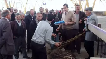 Gediz'de Çiftçilere 2 Bin 950 Adet Ceviz Fidanı Dağıtıldı