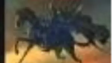 Kudüs Fatihi - Selahaddin Eyyubi Kitabı