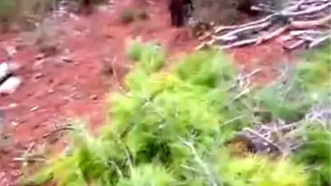 Alanya'da kaçak ağaç kesimi