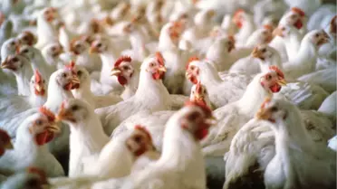 Güney Kıbrıs'ta Yalancı Veba Hastalığından 12 Bin Hayvan İtlaf Edildi