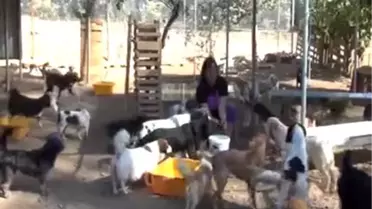 Yaralı sokak köpeği hayatını değiştirdi