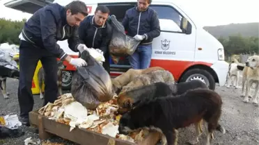 Barınak Köpeklerine Beş Yıldızlı Ziyafet