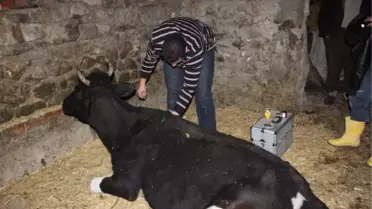 Dereye Düşen İnek Bir Hafta Sonra Kurtarıldı