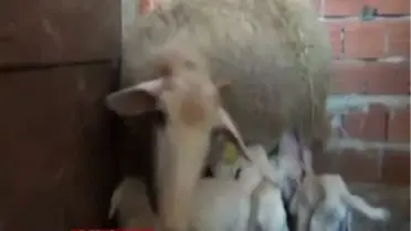 'Melek' Koyun Altız Doğurdu