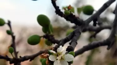 Havaya Aldanan Erik Ağacı Meyve Verdi