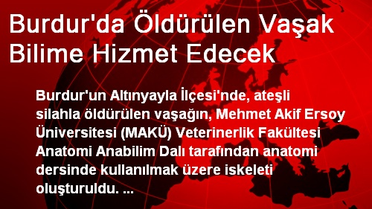 Burdur'da Öldürülen Vaşak Bilime Hizmet Edecek
