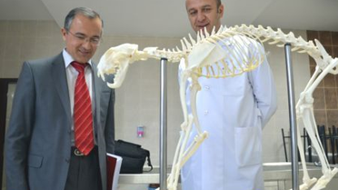 Burdur'da Bulunan Vaşak İskeleti Eğitimde Kullanılacak