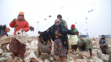 Mersin'de 110 Ton Sedir Tohumu Toprakla Buluşuyor