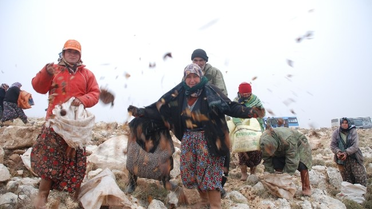 Silifke'de 110 Ton Sedir Tohumu Toprakla Buluşturuluyor