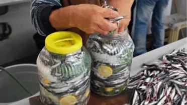 Karadeniz'de 'Hamsi Tuzlama' Zamanı