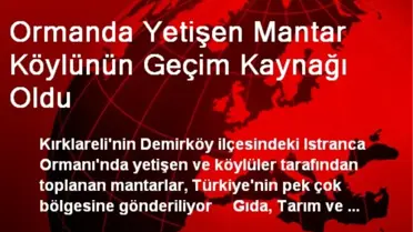 Ormanda Yetişen Mantar Köylünün Geçim Kaynağı Oldu