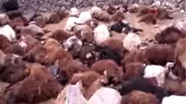Aile ve Soyal Politikalar Bakanı Fatma Şahin Bitlis'te