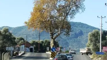 200 Yıllık Çınarı Koruyarak Yolu Genişlettiler