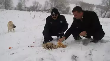 Zabıta, Yaban Hayvanları İçin Doğaya Yiyecek Bıraktı