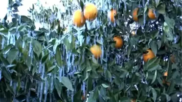 Kumluca'da seraların olumsuz hava şartlarından etkilenmesi -
