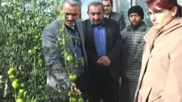 Kumluca'da Seraların Olumsuz Hava Şartlarından Etkilenmesi