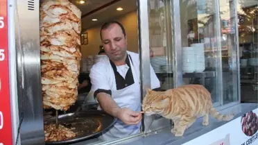 Minnoş'un Döner Tutkusu