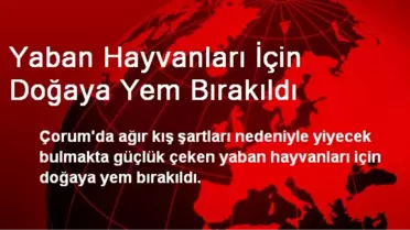 Yaban Hayvanları İçin Doğaya Yem Bırakıldı
