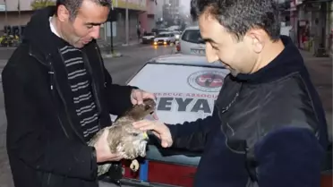 Avcıların Vurduğu Şahin Tedavi Altına Alındı