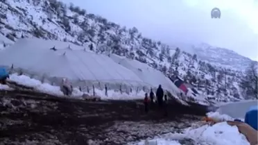 Doğu'da Kar ve Don Nedeniyle On Binlerce Koyun Düşük Yaptı