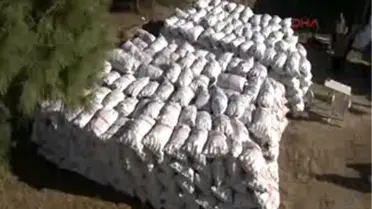 Ormandaki Gizli Hazine Fıstık Çamı