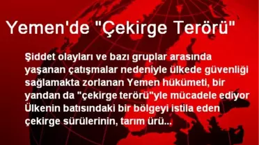 Yemen'de 'Çekirge Terörü'