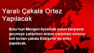 Yaralı Çakala Ortez Yapılacak