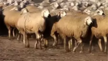Eğitimli çobanlar sertifikalarını aldı -