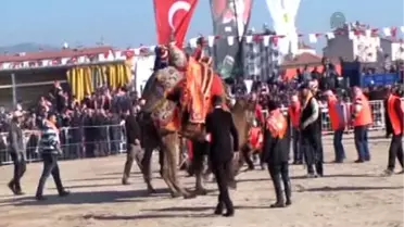 Aydın'da deve güreşi şenliği