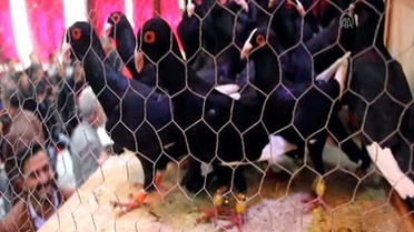 Güvercinler 'en iyi' seçilmek için yarıştı -