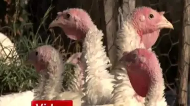 Beyaz Hindiler Yılbaşında Sofraları Süsleyecek