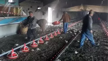 Binlerce Civciv Telef Oldu