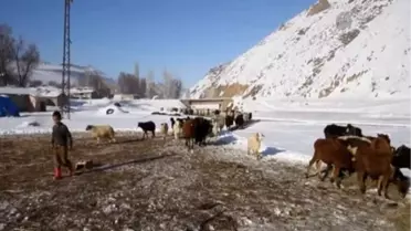 Besicilerin soğukla imtihanı -