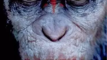 Maymunlar Cehennemi: Şafak Vakti Filmi