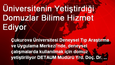 Üniversitenin Yetiştirdiği Domuzlar Bilime Hizmet Ediyor