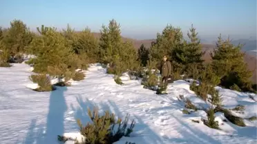 Zonguldak'ta Yılbaşı Çamı Nöbeti