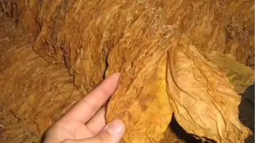 Sındırgı'da Tütün Alımlarına Başlandı