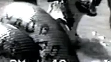 Anakonda Yılanının Elinden Köpeği Zor Kurtardılar