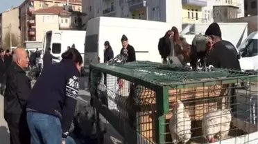 Çubuk'ta Hindi ve Kaz Satışları Arttı
