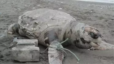 Caretta Caretta'yı Ayağına Taş Bağlayıp Denize Atmışlar