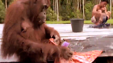 Hamarat Orangutan Çamaşır Yıkadı