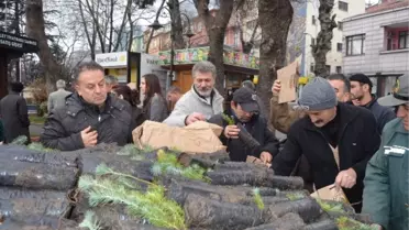 Vatandaşlara Ücretsiz Bin 500 Fıstık Çamı Fidanı Dağıtıldı